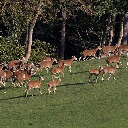 Reit-und Nordmann 4* Stangerode