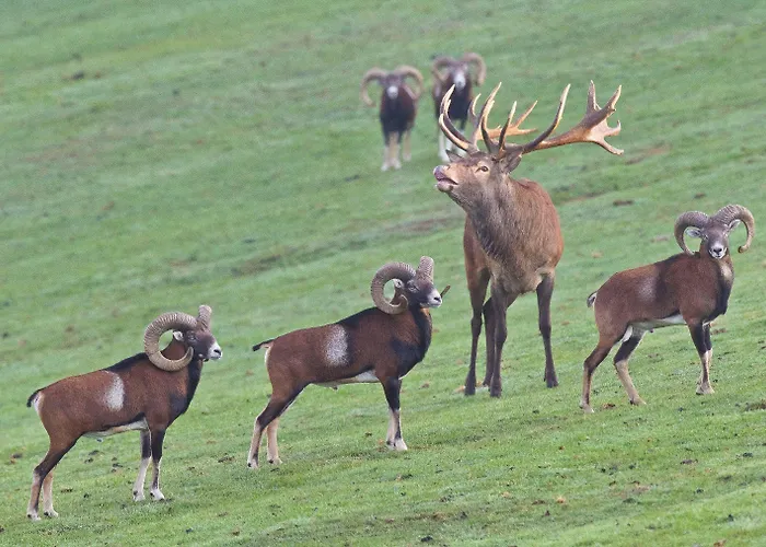 Reit-und Nordmann Hotel 4*