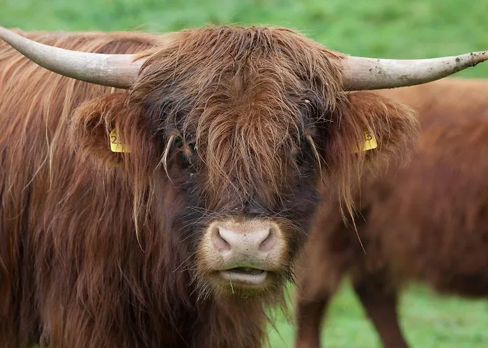 Reit-und Nordmann Stangerode