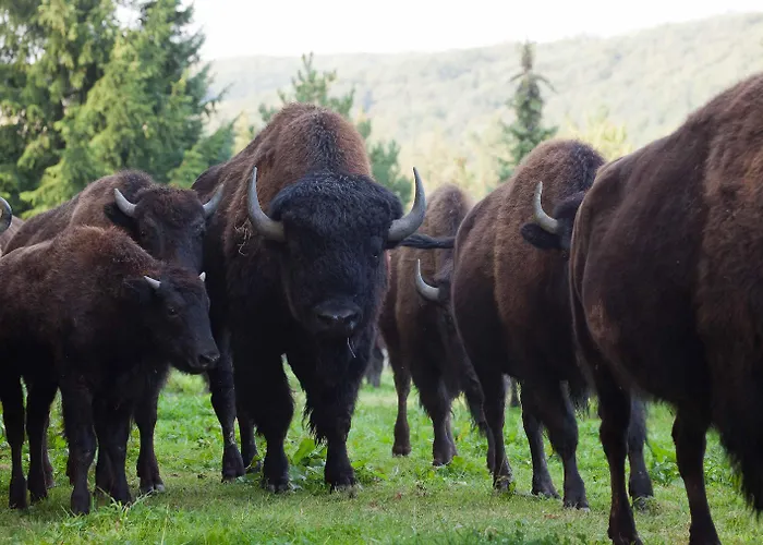 Reit-und Nordmann Hotel