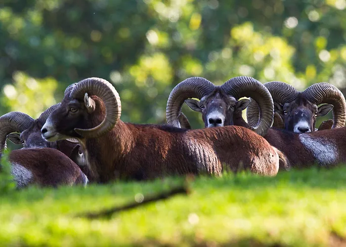 Reit-und Nordmann Ξενοδοχείο 4*