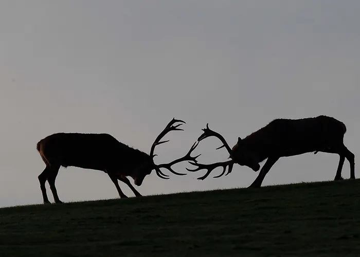 Reit-und Nordmann Ξενοδοχείο Stangerode