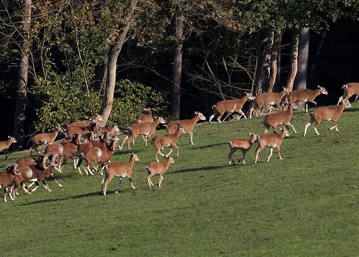 Reit-und Nordmann 4* Stangerode